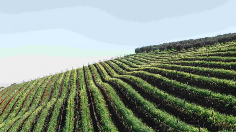 Solution d’export de vin aux USA, pour vignobles en Rhône Alpes